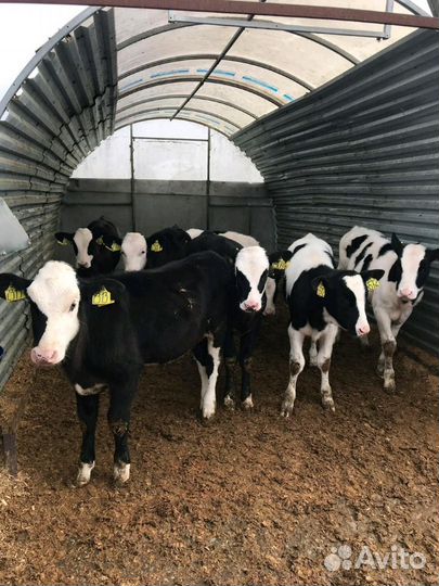 Телята бычки