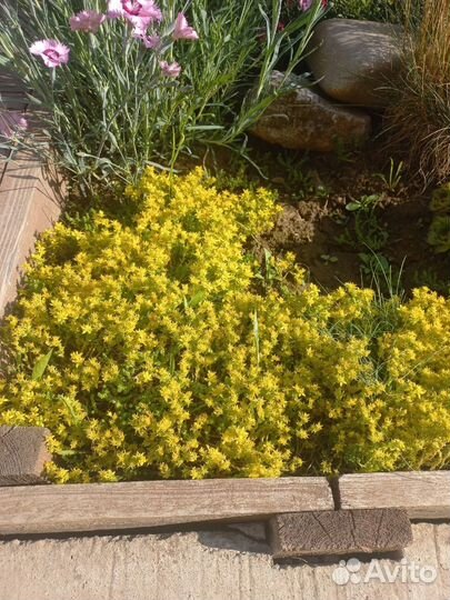 Растения для дачи