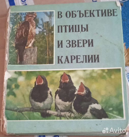 В объективе птицы и звери Карелии, 1976г