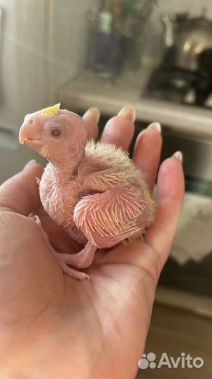 Попугаи Кореллы