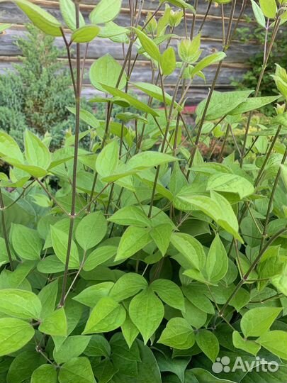 Декоративные кустарники с дачи