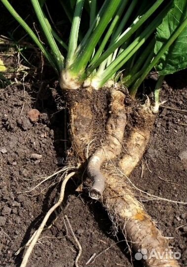 Корень хрена яйца домашние