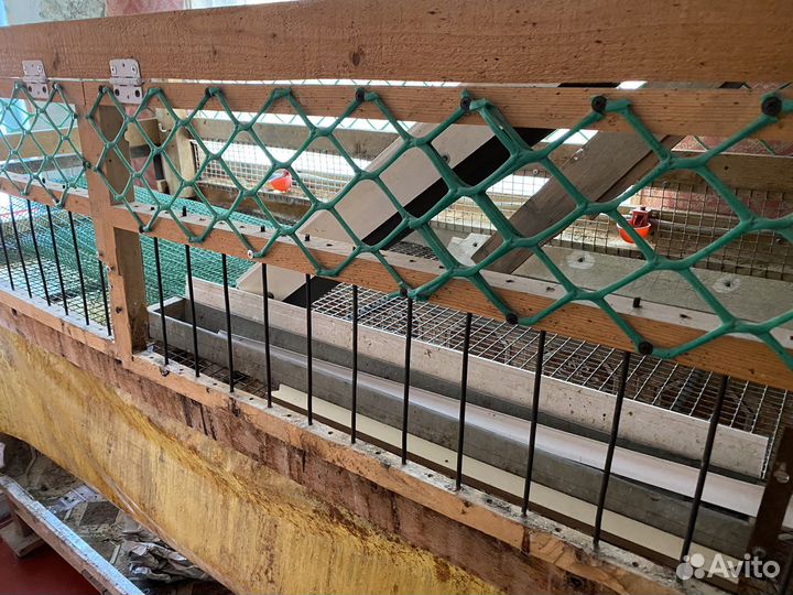 Брудер для цеплят