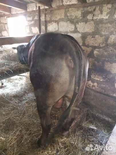 Бык на мясо