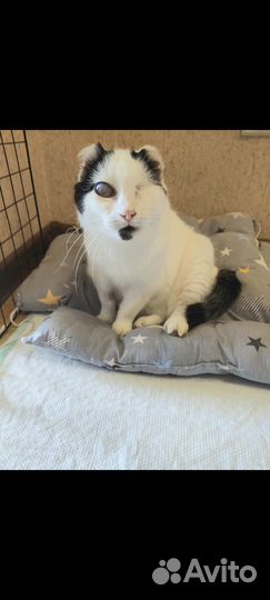 Кошечка в добрые руки