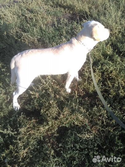 Продам лабрадора