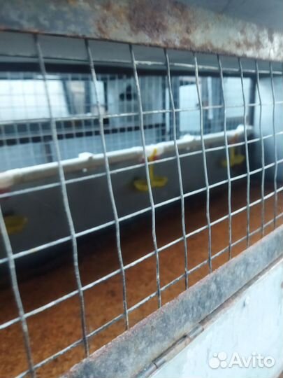 Брудер клетка для цыплят