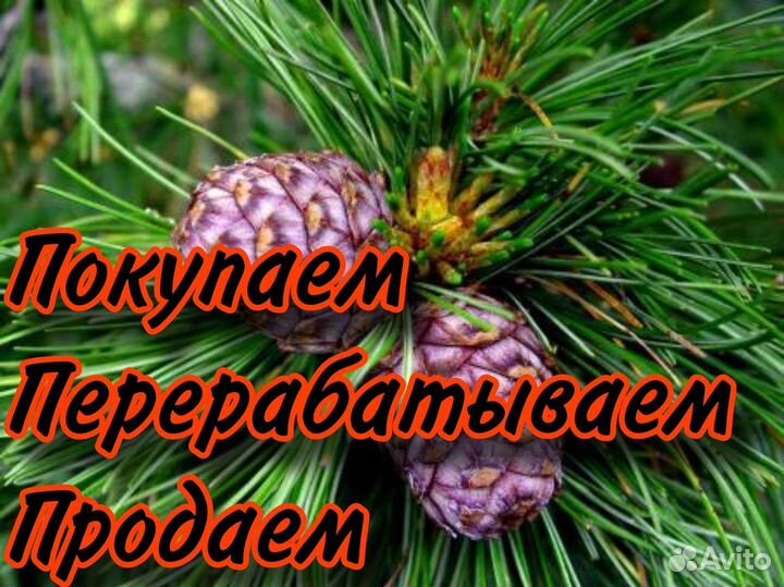 Шишка кедровая