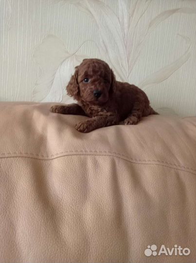 Той-пудель девочка