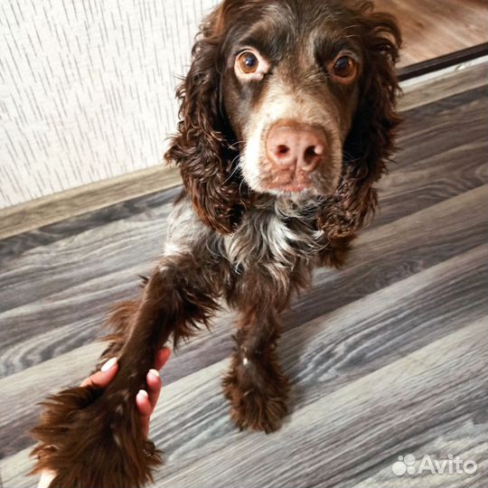 Русский спаниель