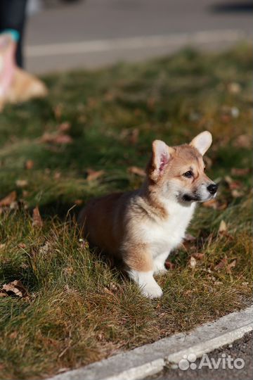 Щенки вельш-корги пемброк