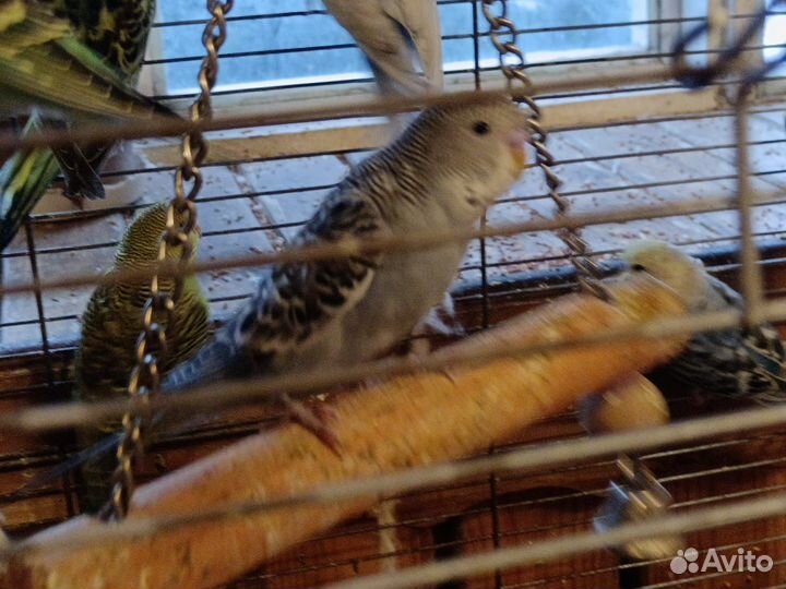 Птенцы волнистого попугайчика