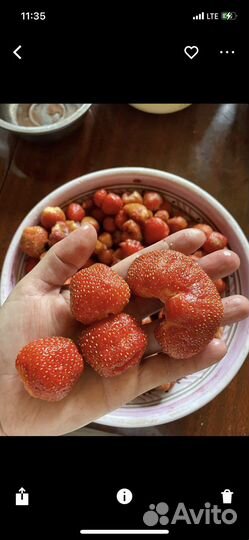 Рассада Виктории