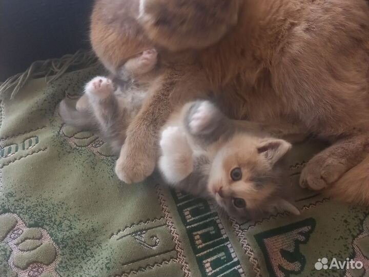 Британские котята