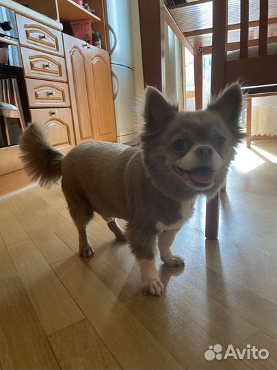 Грумер стрижка собак с выездом на дом