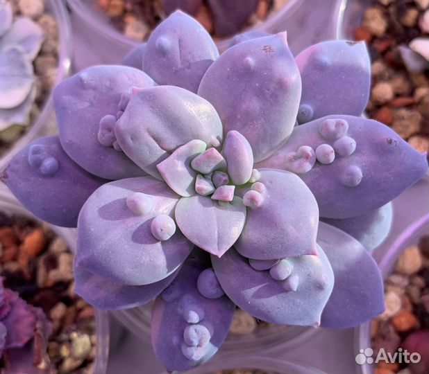 Graptopetalum superbum monstrose