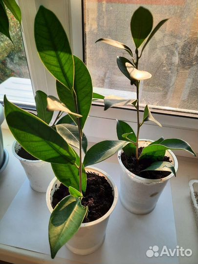 Фикус микрокарпа мокламе