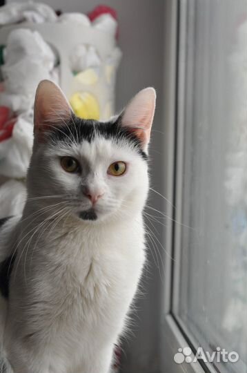 Котенок лёвка