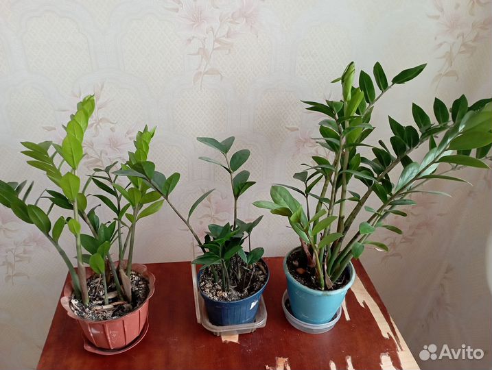 Замиокулькас