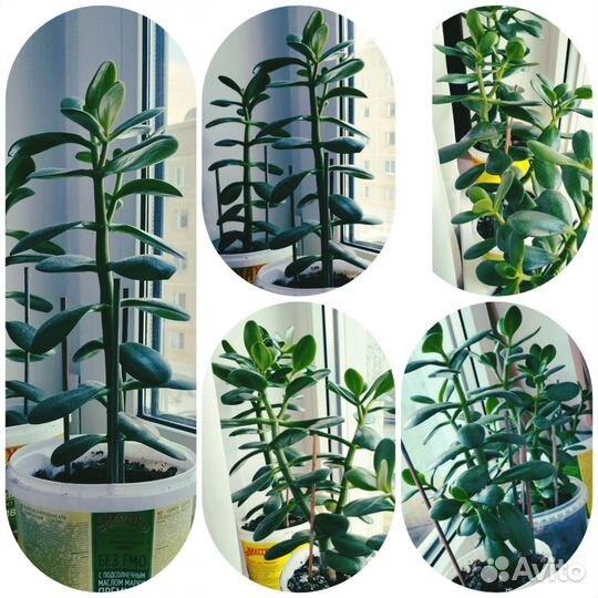 Цветок толстянка