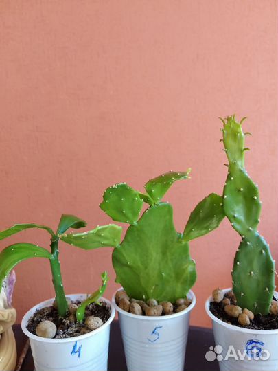 Кактус Опунция