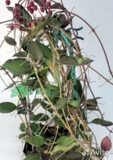 Комнатные цветы хойя, филодендрон нарроу эскейп