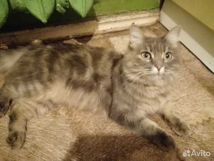 Кошки в добрые руки бесплатно