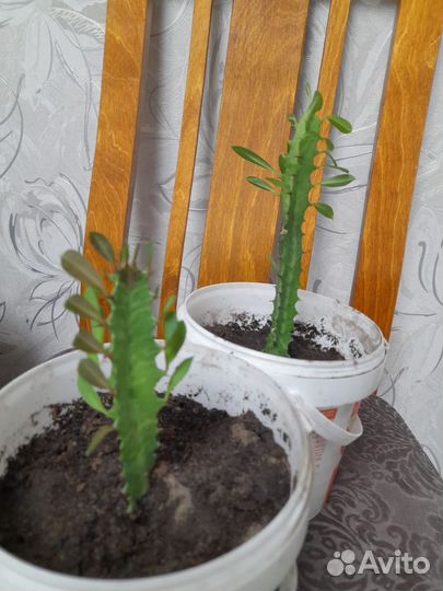 Кактусы и суккуленты