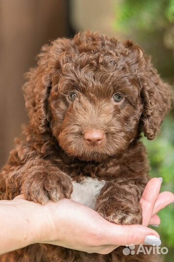 Шоколадная девочка испанской водяной собаки