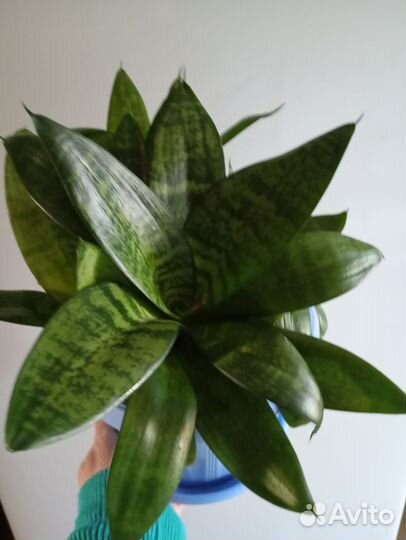 Сансевиерия хана