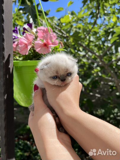 Вислоухие котята