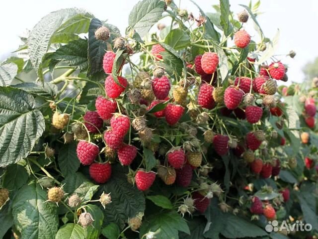 Малина саженцы ремонтантная сорта Химбо Топ