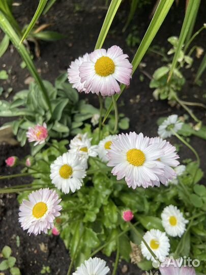 Маргаритки