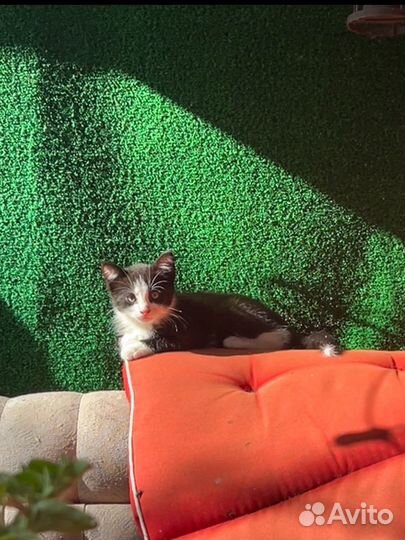 Котята в добрые руки бесплатно