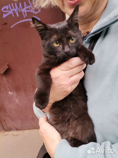 Котенок девочка выживает на улице