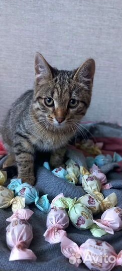 Кот, котёнок Тигруля