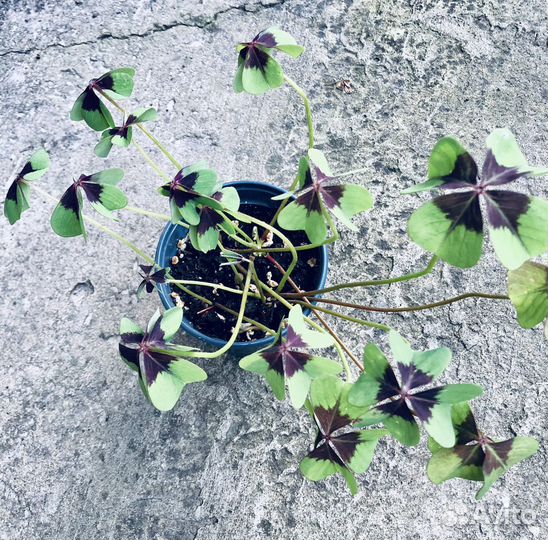 Комнатные растения