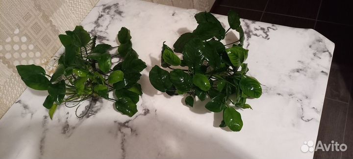 Анубиас аквариумное растение