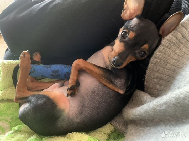 Вязка той-терьер