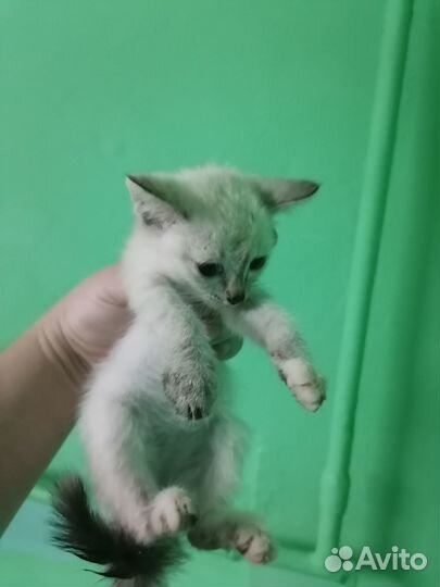 Котята в добрые руки бесплатно