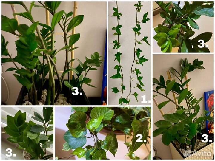 Комнатные растения цветы