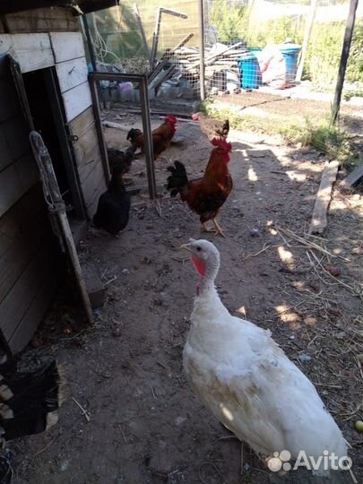 Петушки кучинские