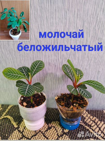 Комнатные цветы