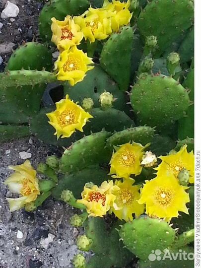 Кактус - опунция. Растёт на улице. Цветущий