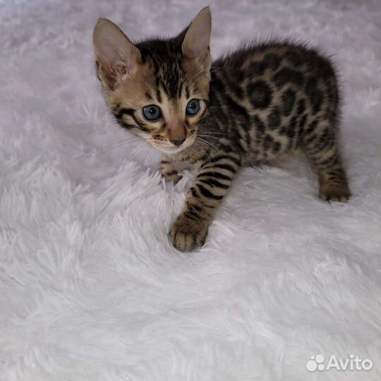 Бенгальская кошка