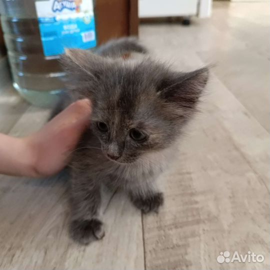 Кошки в добрые руки