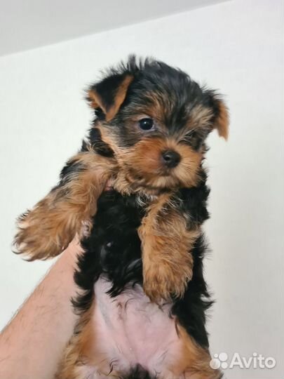 Йоркширский терьер девочки
