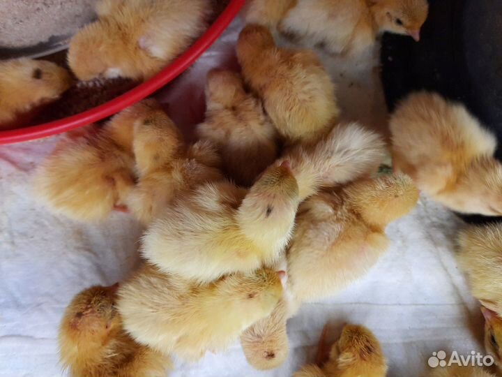 Яйцо перепелинное, цыплята, птица и мясо Техасцев