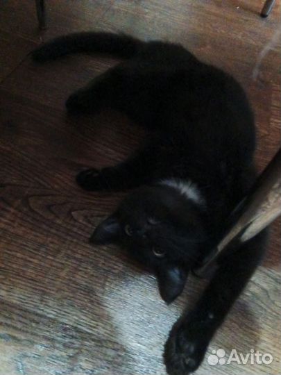 Отдам кота в добрые руки