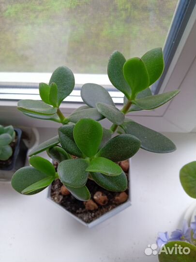 Крассула толстянка